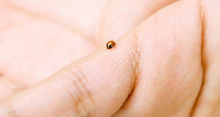 Keep-the-bugs-away Keep the bugs away